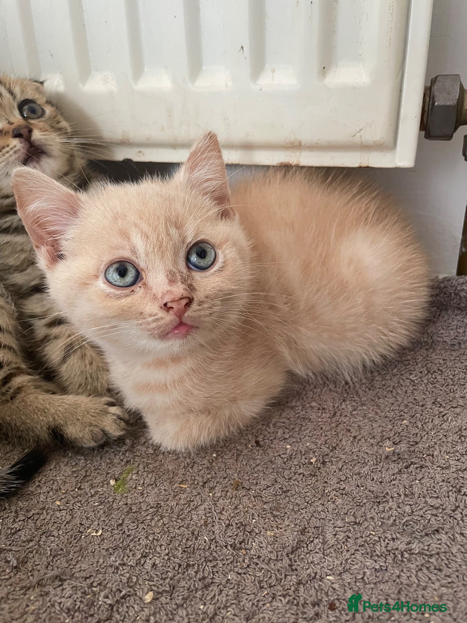 British Shorthair cats British shorthair kittens for sale  - Advert 10