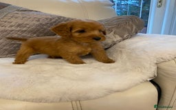 Cockapoo dogs for sale: Cockerpoo pups - Image 12