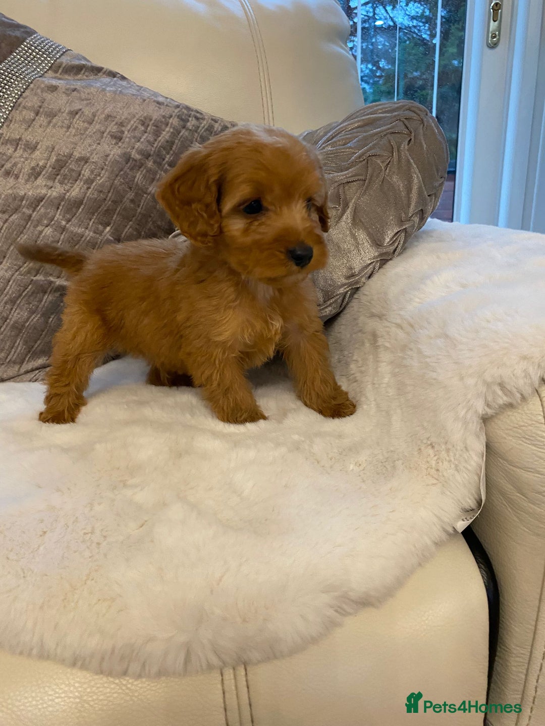 Cockapoo dogs for sale: Cockerpoo pups - Image 12