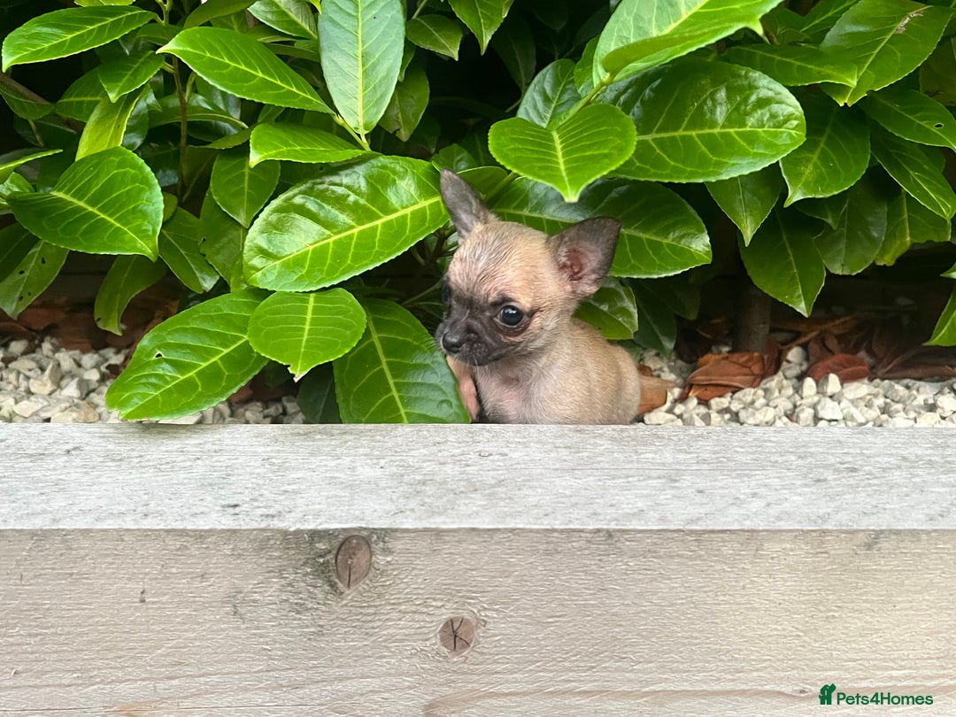 Chihuahua dogs for sale: Tiny pedigree Boy . Fully vaccinated & microchippe - Image 7