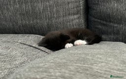Domestic Shorthair cats for sale: Domestic longhair kittens - Image 6