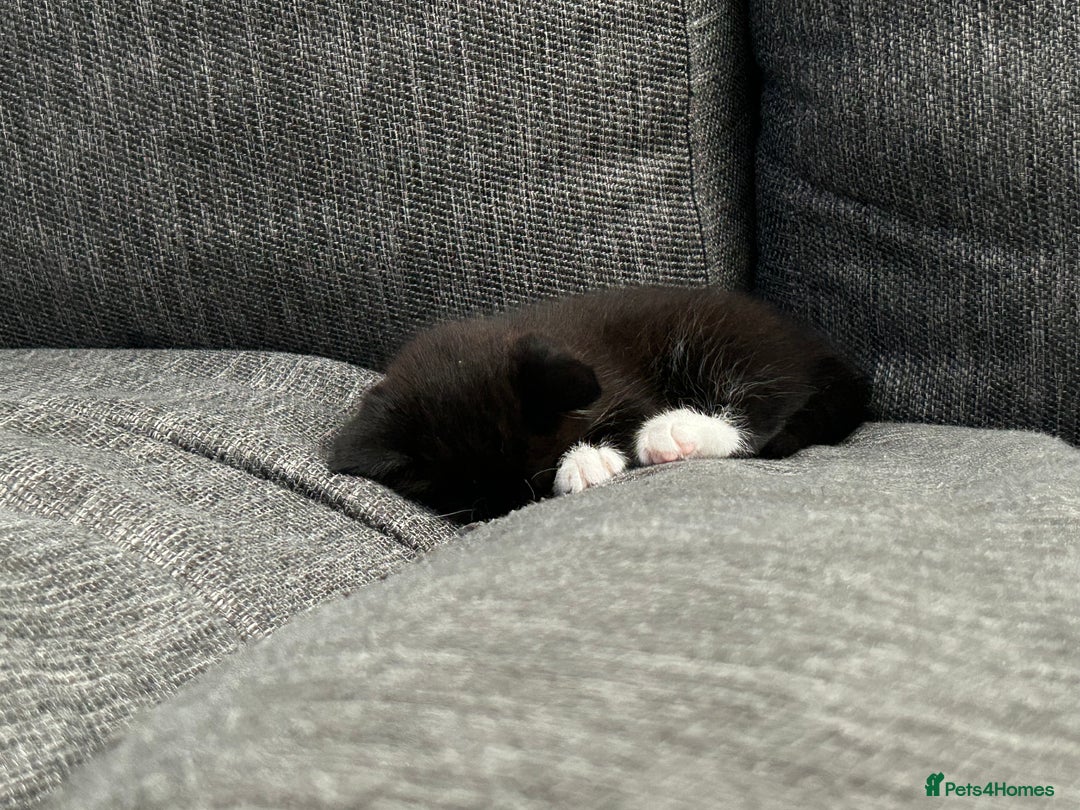 Domestic Shorthair cats for sale: Domestic longhair kittens - Image 6