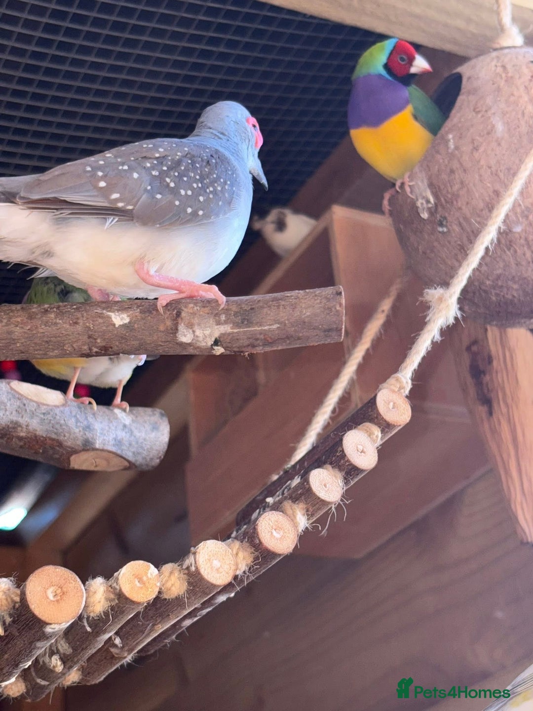 Finches birds for sale: Aviary birds various  - Image 5