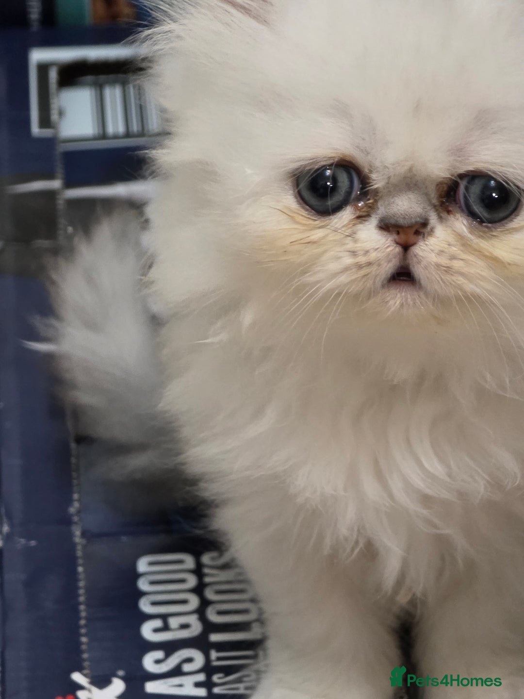 Persian cats for sale: Pedigree Chinchilla Persian  - Advert 3