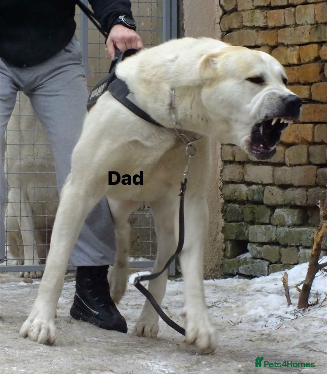 Central Asian Shepherd dogs for stud: 5⭐️RATED LICENSED, SERBIA IMPORT @ STUD  - Image 3