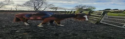Welsh Section C horses for sale: Registered Welsh Sec c  in Bonnybridge - Advert 6