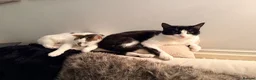 British Shorthair cats for sale: Boba needs a new home - Advert 3
