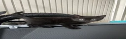Mixed Breed cats for sale: 4 beautiful kittens  - Advert 3