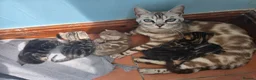 Bengal cats for sale: TICA Registered Stunning Bengal Kittens  - Advert 5