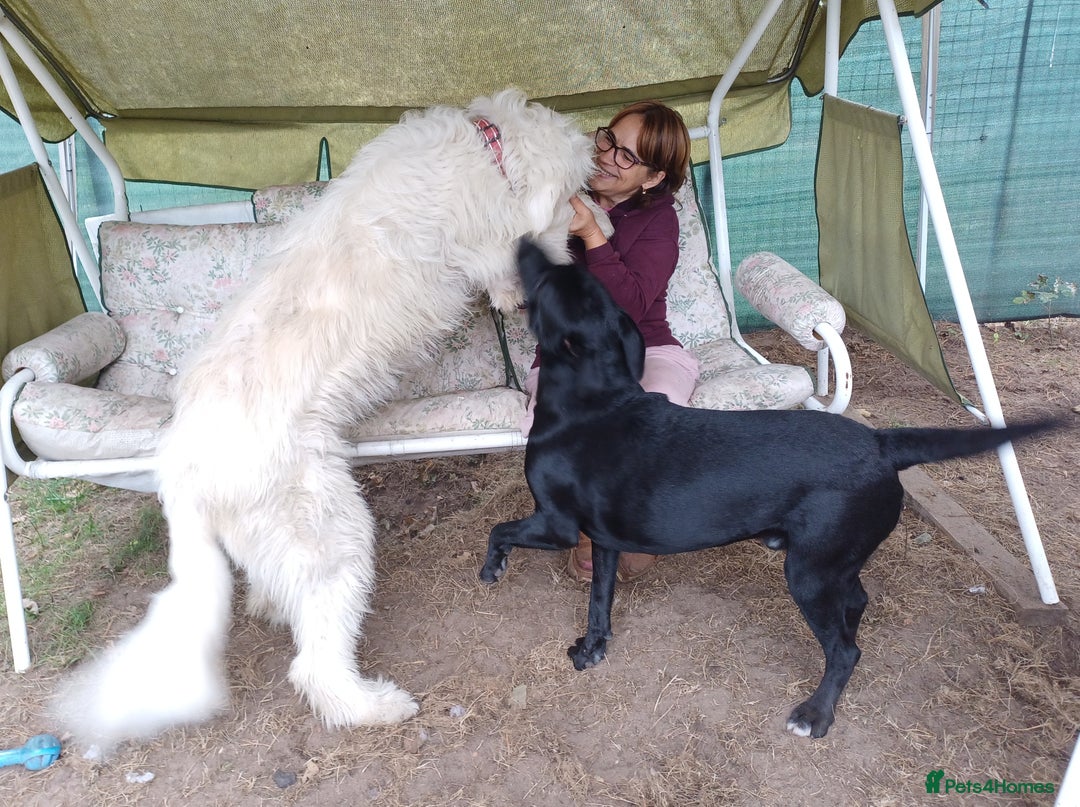 Mixed Breed dogs for adoption: Meet JOJO - a superb big girl, for a Loving Home - Image 3