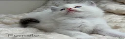 Ragdoll cats for sale: Pure Ragdoll Kitties available ✨ - Advert 8