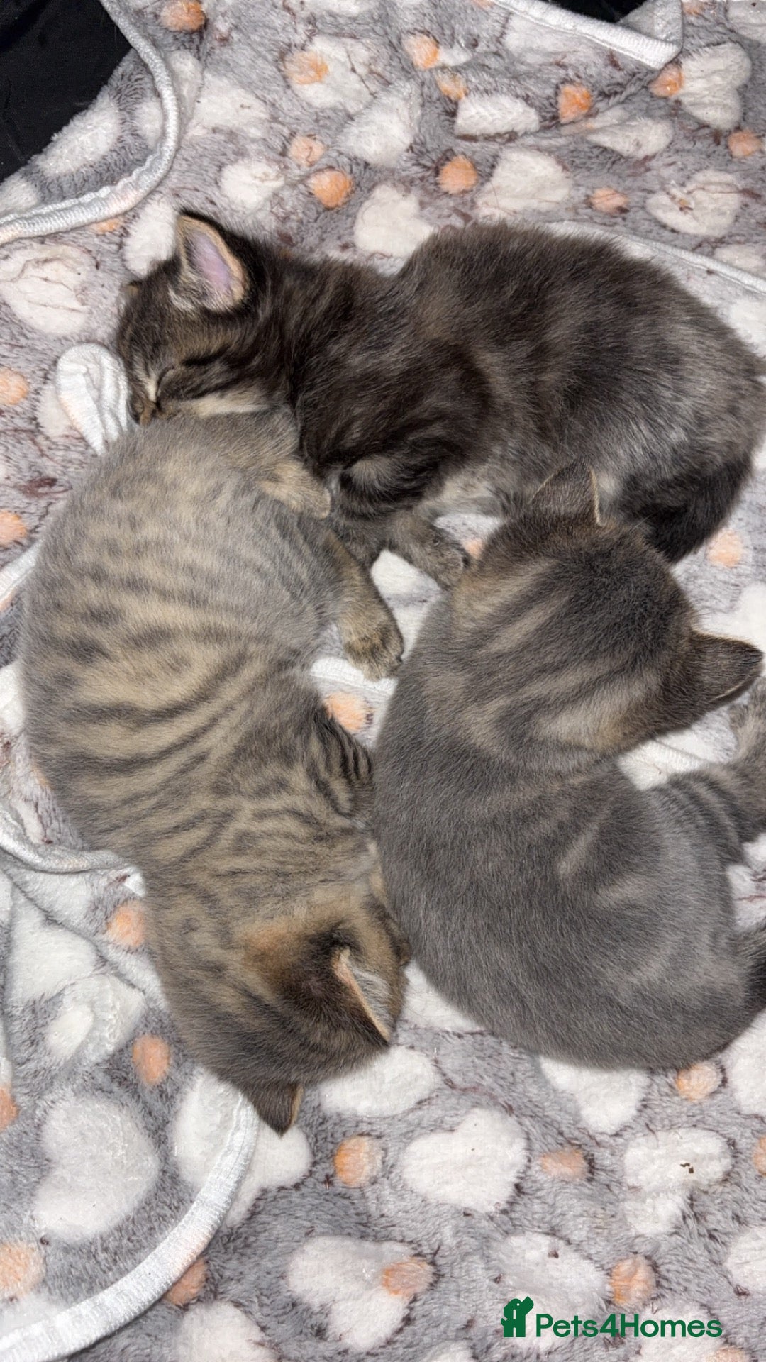 Mixed Breed cats Cute Kittens For Sale 😍 - Advert 7