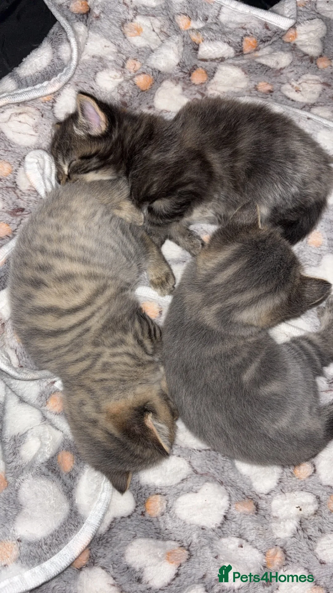 Mixed Breed cats for sale: Cute Kittens For Sale 😍 - Advert 2