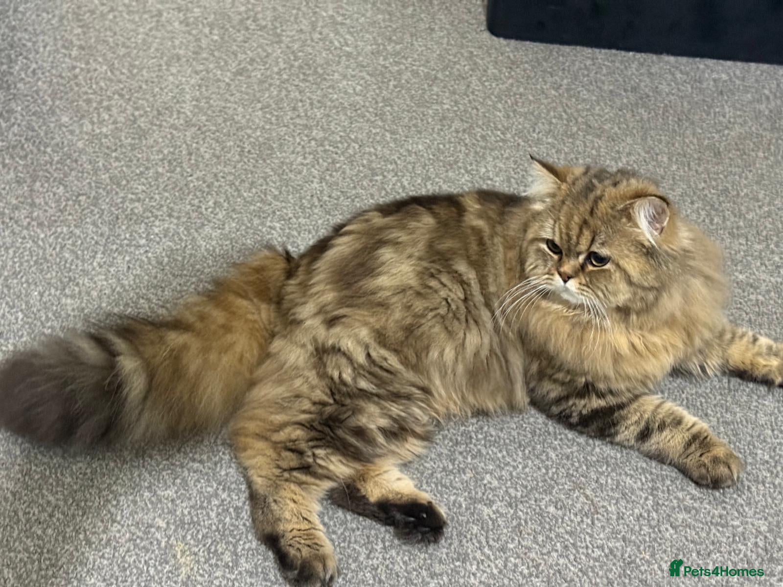 Persian cats Adorable Persian x British Longhair.  - Advert 1