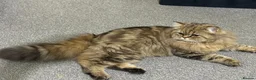 Persian cats for sale: Adorable Persian x British Longhair.  - Advert 3