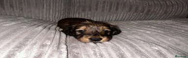 Miniature Dachshund 1