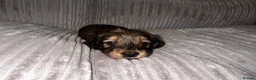 Miniature Dachshund dogs for sale: Gorgeous long haired miniature dachshund  - Advert 20