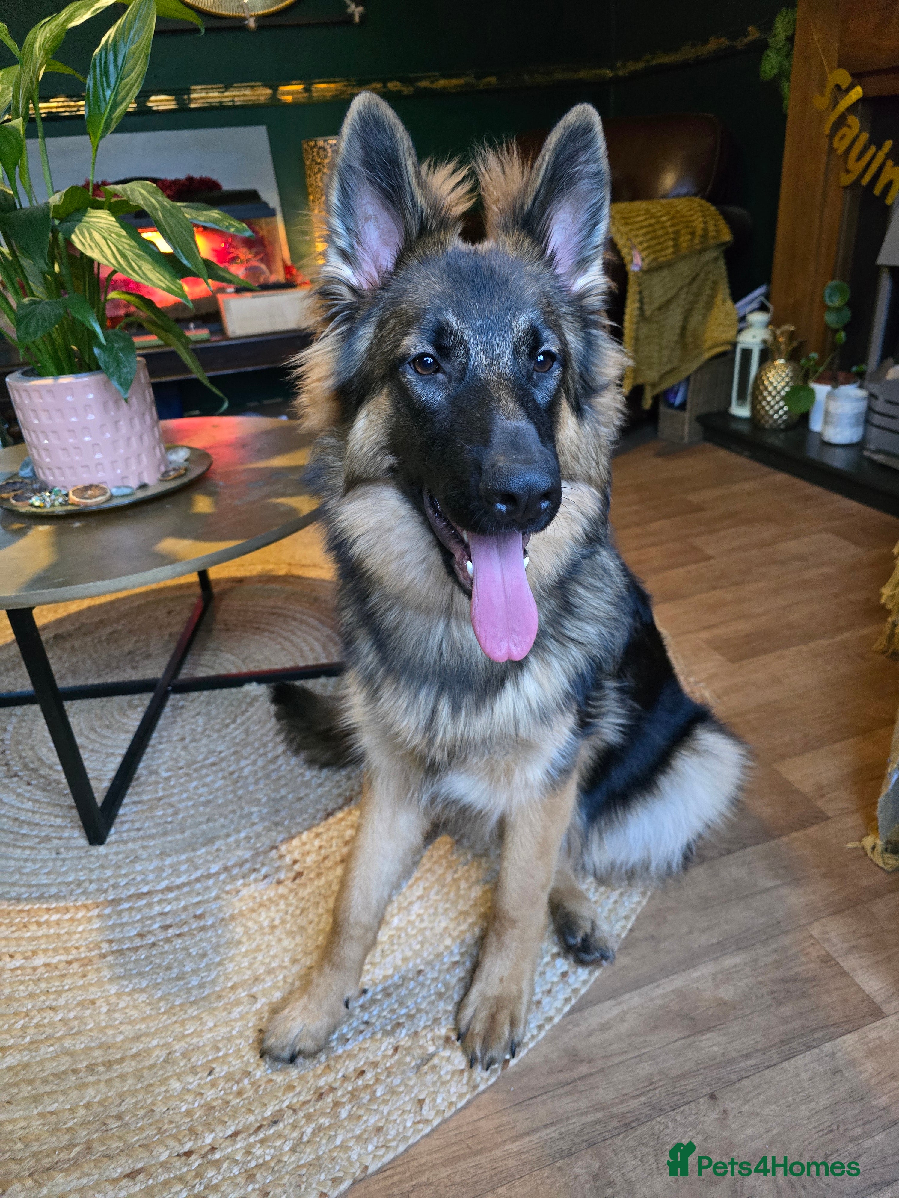 German Shepherd dogs Female German Shepherd for sale - Advert 7
