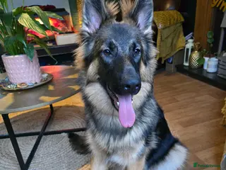 German Shepherd dogs Female German Shepherd for sale - Advert 7