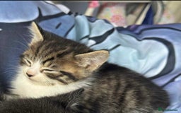 Mixed Breed cats for sale: Tabby kitten  - Image 2