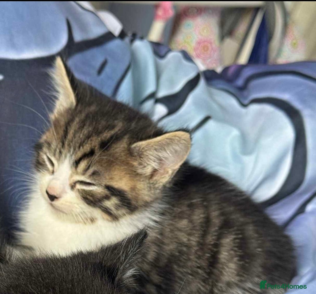 Mixed Breed cats for sale: Tabby kitten  - Image 2