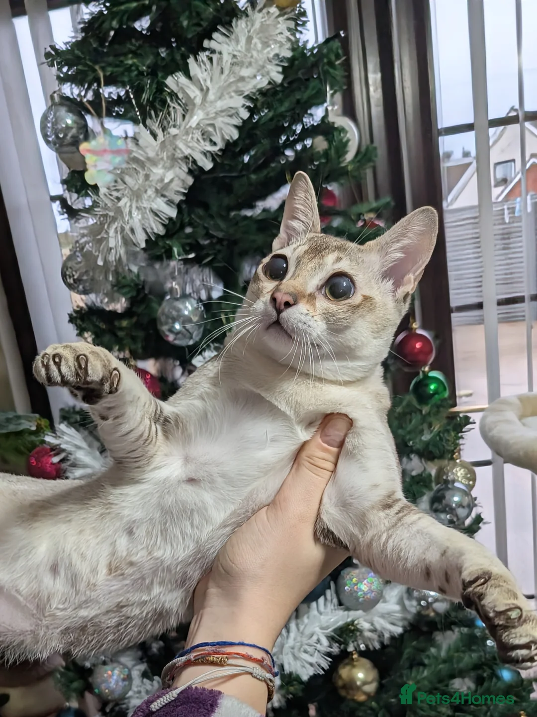 Singapura cats for sale: Singapura girl  - Advert 6