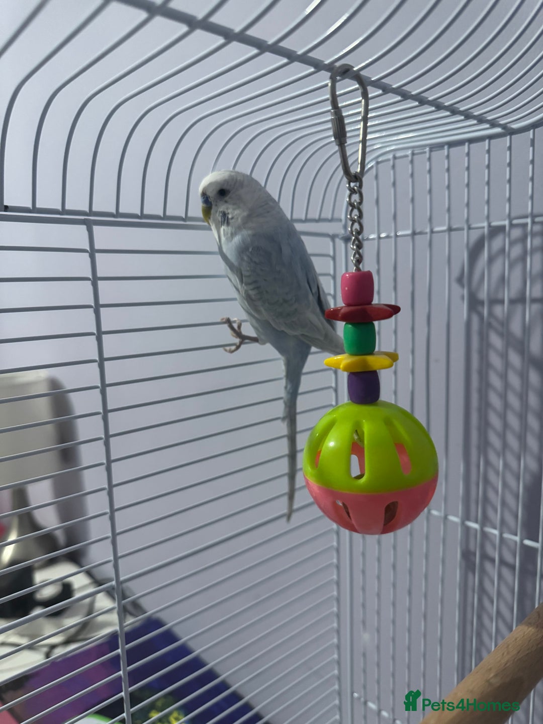 Budgerigars birds for sale: Beautiful Blue Boy  - Advert 1