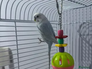 Budgerigars birds Beautiful Blue Boy - Advert 20