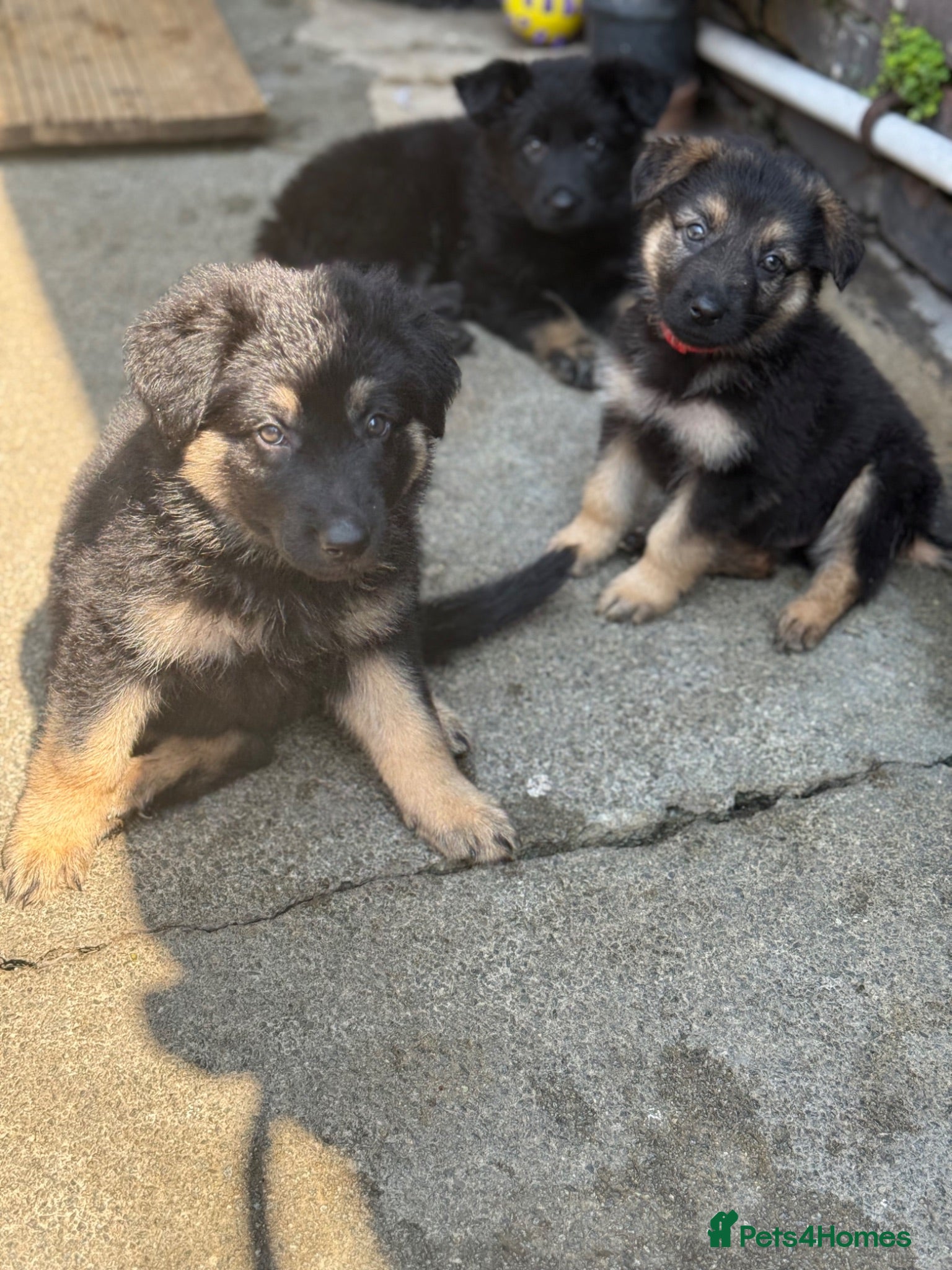 German Shepherd dogs 11 adorable bouncy German Shepard puppies  - Advert 3