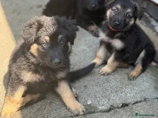 German Shepherd dogs 11 adorable bouncy German Shepard puppies - Advert 1