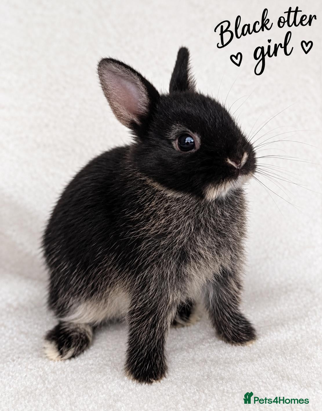 Netherland Dwarf rabbits Show Lines Well Handled TRUE Netherland Dwarfs - Advert 7