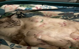 Ragdoll cats for sale: GCCF Registered Ragdolls  - Image 17