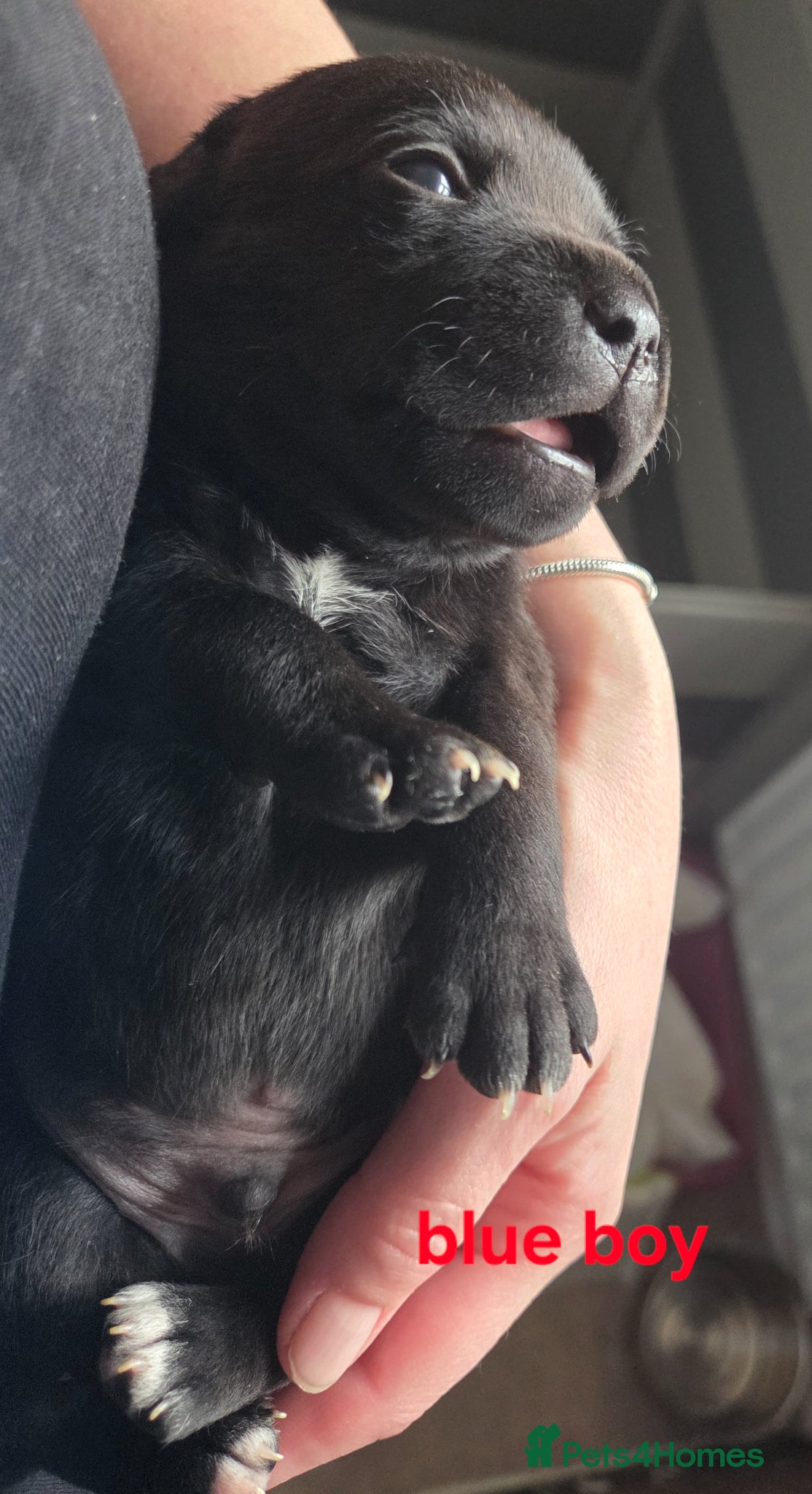 Staffordshire Bull Terrier dogs Show Quality Champions bloodline staffy puppies  - Advert 18