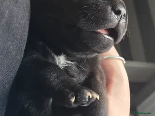 Staffordshire Bull Terrier dogs Show Quality Champions bloodline staffy puppies - Advert 3