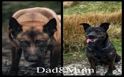 Mixed Breed dogs for sale: Dutch/Belgian malinois   - Image 3
