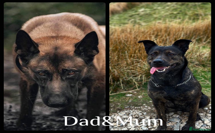 Mixed Breed dogs - Advert 15