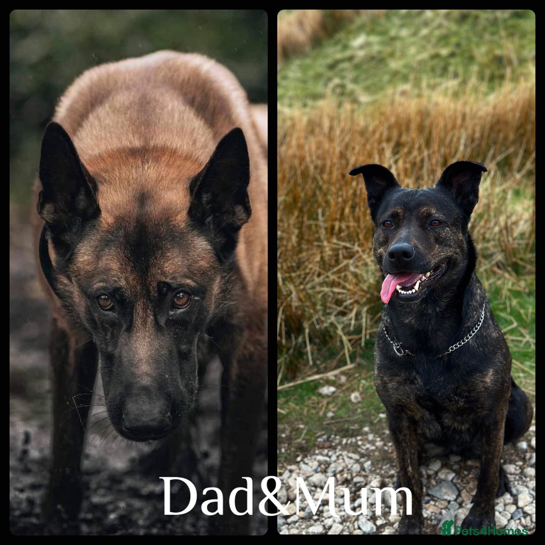 Mixed Breed dogs for sale: Dutch/Belgian malinois   - Image 3