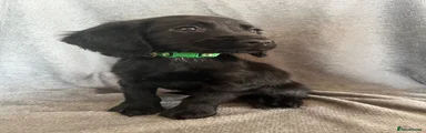Guinness Cocker Spaniel 5