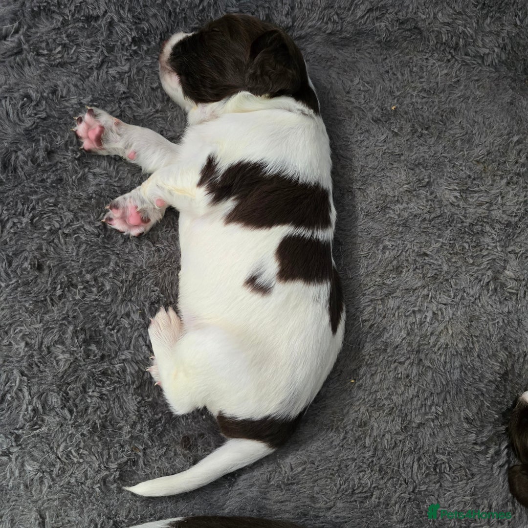English Springer Spaniel dogs for sale: Stunning Pedigree Registered Pups - Image 25
