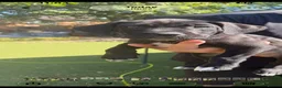 Cane Corso dogs for sale: Cane corso puppies - Advert 36