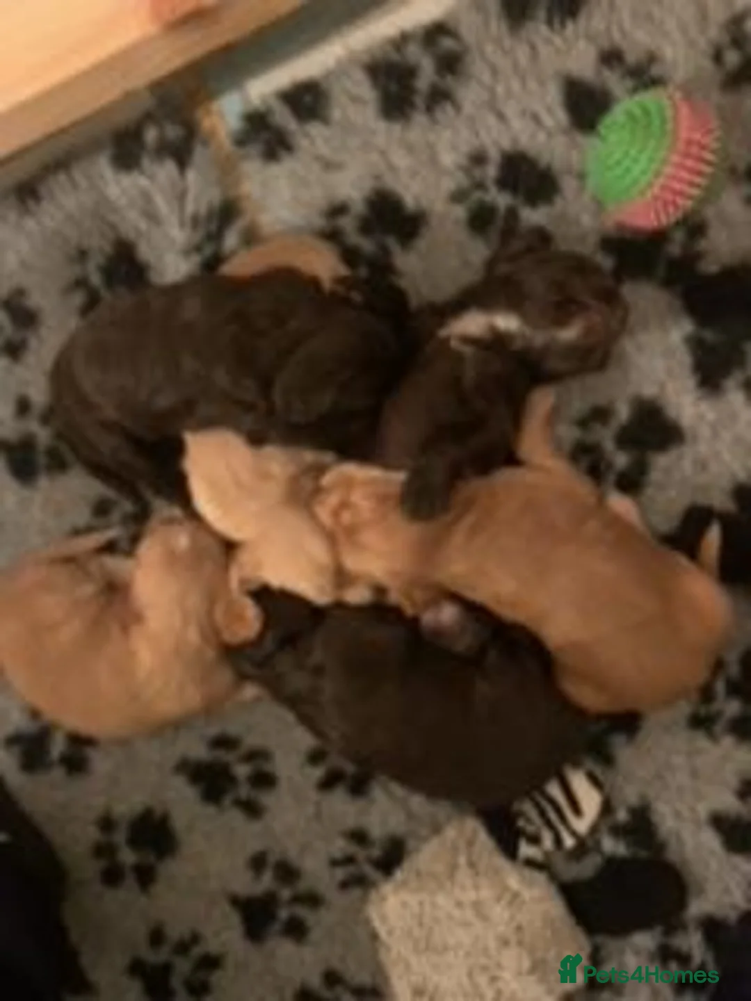 Cocker Spaniel dogs for sale: KC registered Working Cocker Spaniel Puppies - Advert 2