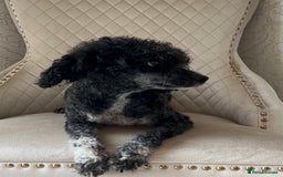 Toy Poodle dogs for sale: Beautiful toy poodle - Image 2