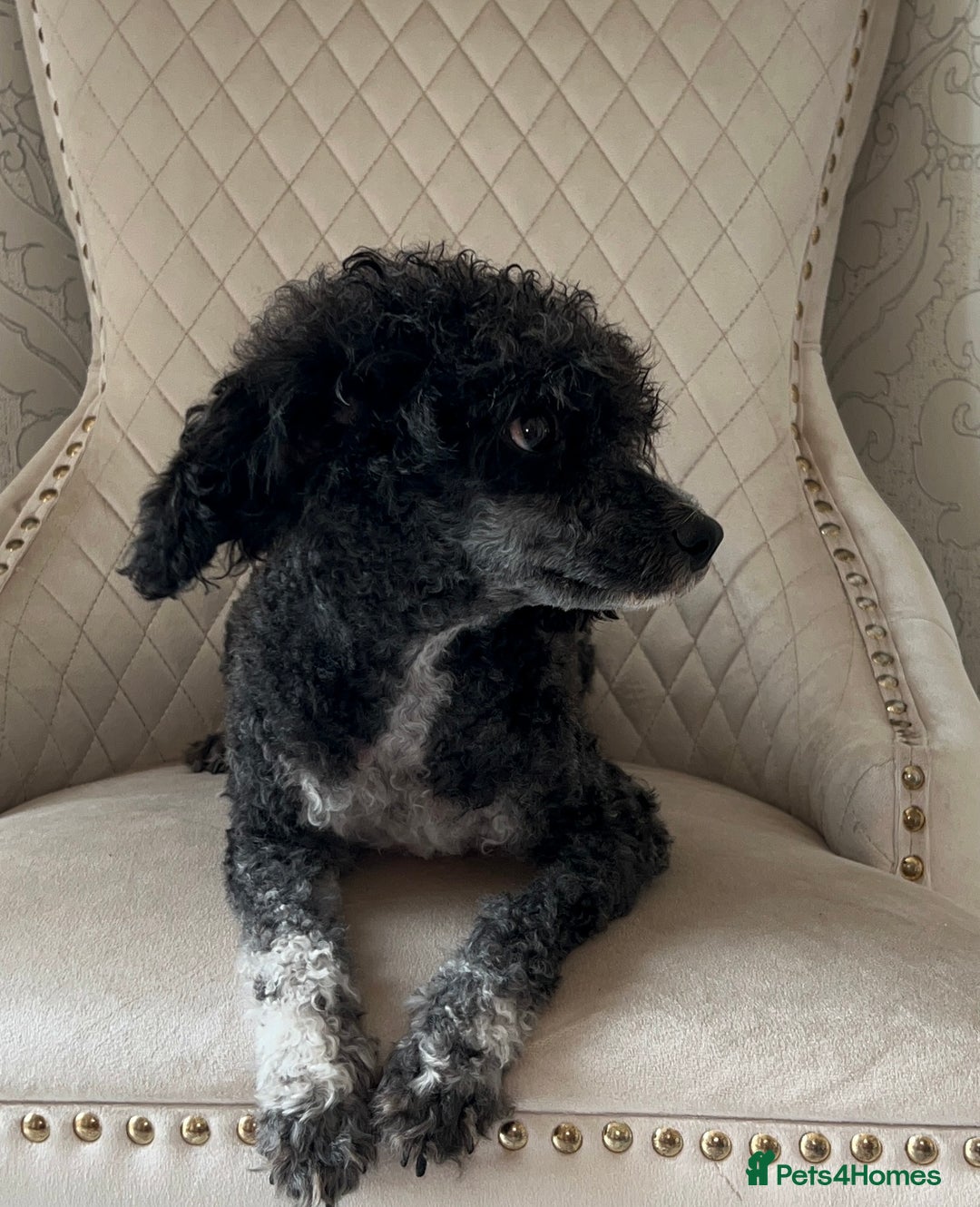 Toy Poodle dogs for sale: Beautiful toy poodle - Image 2
