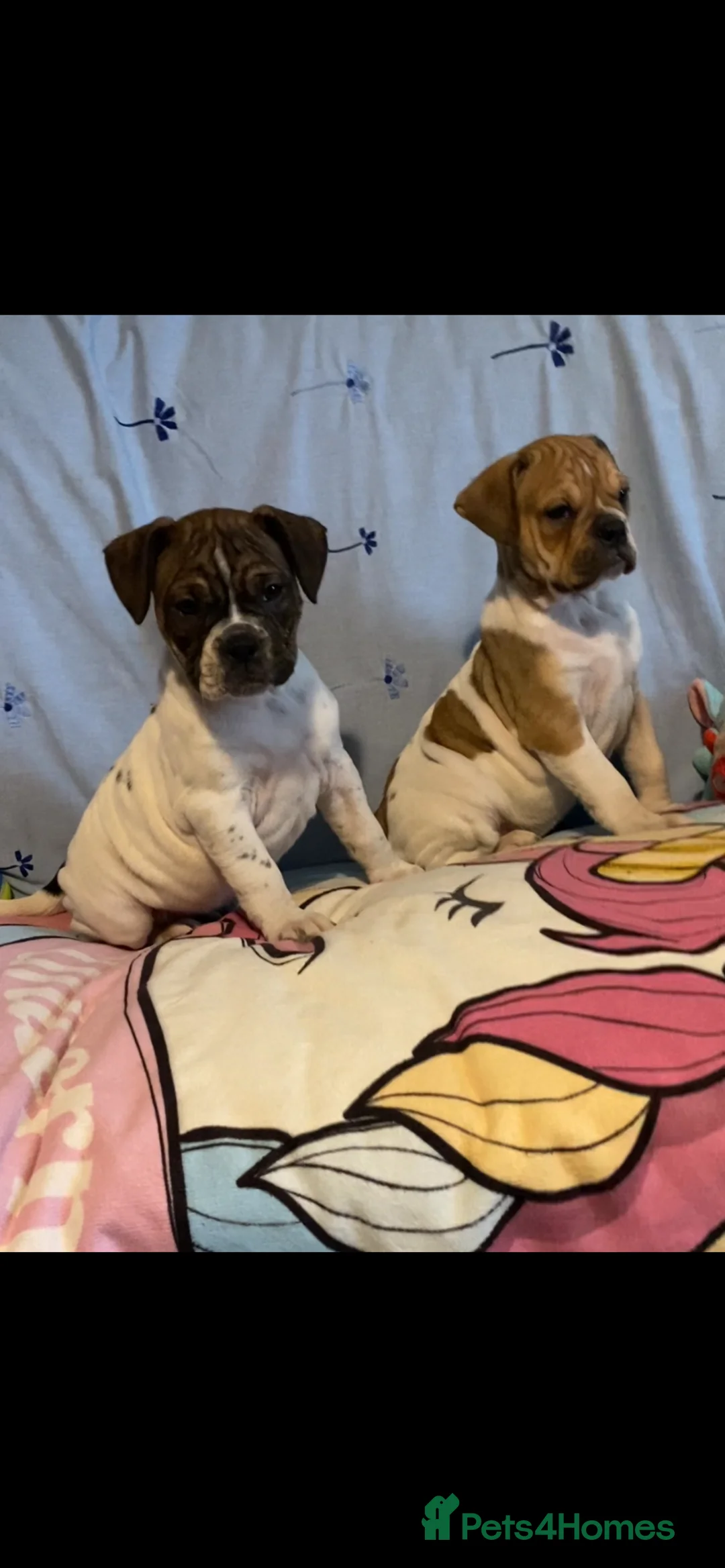 Alapaha Blue Blood Bulldog dogs for sale: 4 left absolute quality - Advert 15