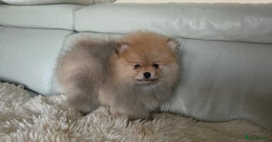 Pomeranian dogs - Advert 2