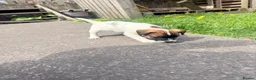 Jack Russell dogs for sale: Jack Russell male puppy  - Advert 6