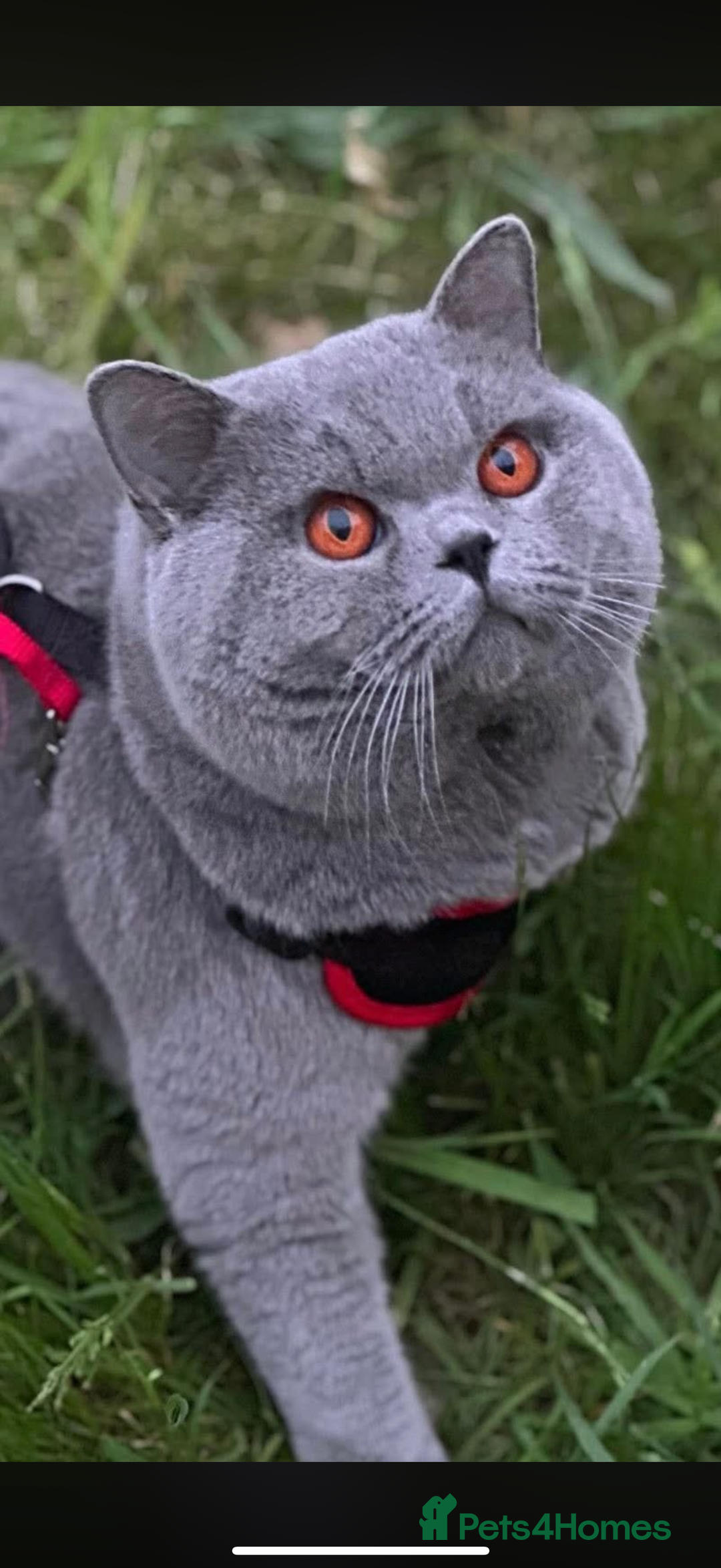 British Shorthair cats for sale: Blue British Shorthair Girl-GCCF-Stunning Baby - Advert 3