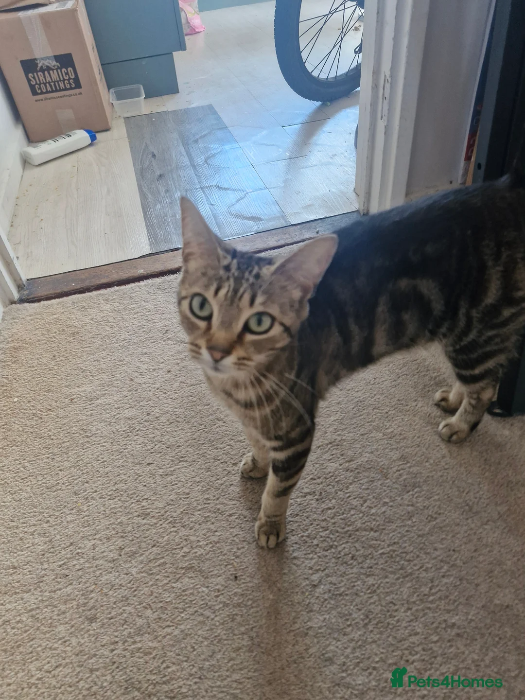 Mixed Breed cats for sale: 2 beautiful brothers ready to go - Advert 1