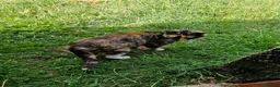Mixed Breed cats for sale: Semi tame farm kittens  - Advert 2