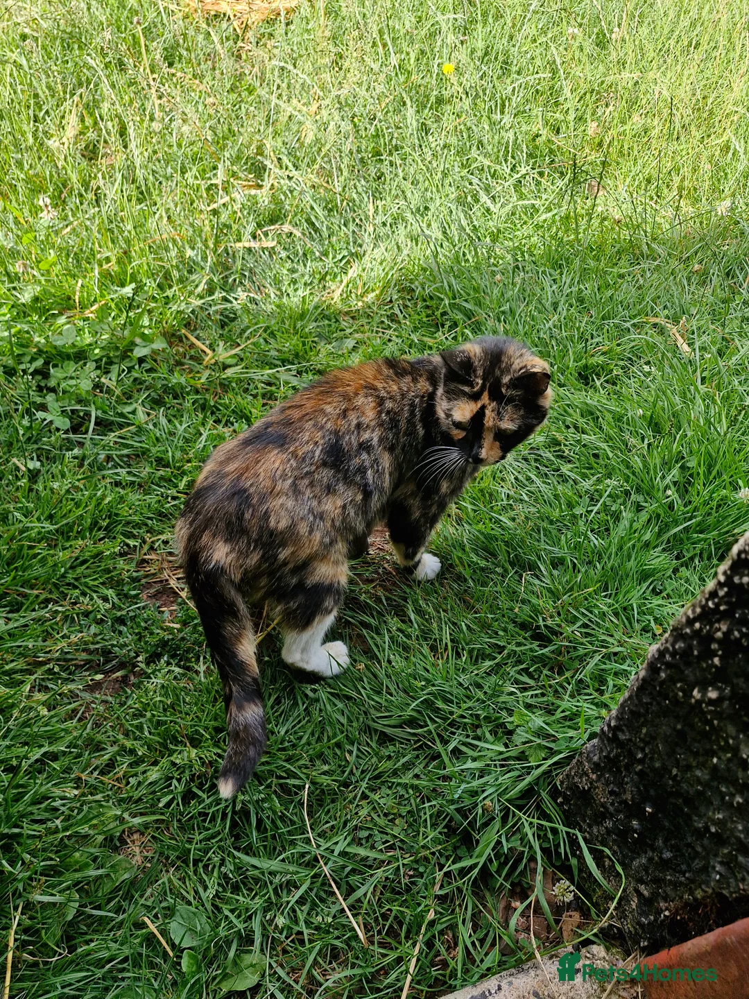 Mixed Breed cats for sale: Semi tame farm kittens  - Advert 2